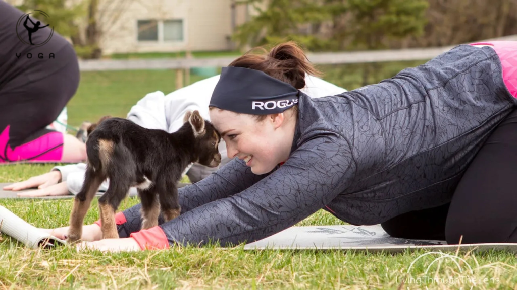 Daisy The Yoga Goat